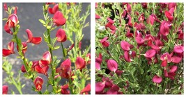 CYTISUS &#39;BOSKOOP RUBY&#39; - Starter Plant - Approx 6-8 Inch - £31.49 GBP