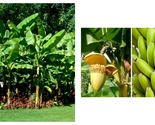 BASJOO Banana Tree Cold Hardy Musa Live Banana Tree SMALL ROOTED STARTER... - £35.34 GBP