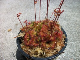 Carnivorous Spoon Leaf Sundew (Drosera Spathulata) Plant 3 inch pot - £12.59 GBP