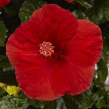 200 seeds Hibiscus Plants 24kinds Hibiscus ROSA-SINENSIS Flower - £12.65 GBP