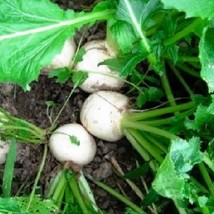 SRN Seven Top Turnip Seeds Non Gmo Turnip Seeds Heirloom Garden - $8.95