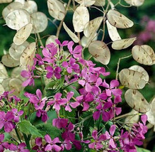 Money Plant Seeds Violet Silver Dollar Plant Lunaria Honesty Heirloom 50ct - £6.99 GBP