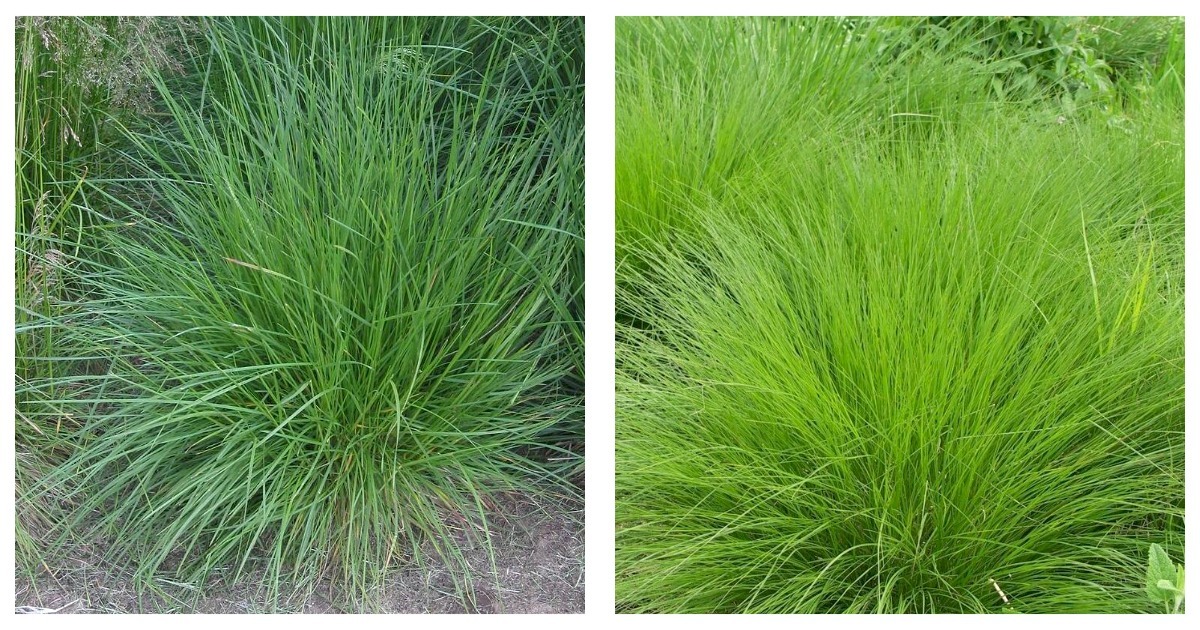 Deschampsia cespitosa Tufted hairgrass Starter Plant Plug - £26.03 GBP