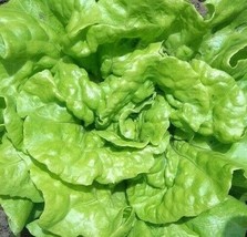 Lettuce Seeds 500 Tom Thumb Bibb Lettuce Butterhead Salad Home Garden - £4.28 GBP