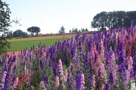 Easy to Grow Larkspur Seeds Rocket Mix Delphinium Seeds 500 Larkspur Seeds - $12.15