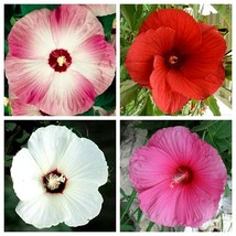 Dinnerplate Hibiscus Mix -15 Seeds Beautiful Mix Of Colors Fresh Garden Usa Sell - £8.53 GBP