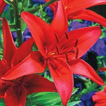 Lilium Asiatica Red Commander And Chief Asiatic Lily (1) 14/16 Cm Size Bulb - £25.57 GBP