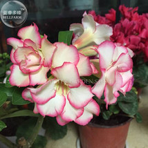 Goodidea Heirloom &#39;River of Quick Sand&#39; Adenium Desert rose, Professional Pack,  - £1.18 GBP