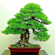 10 Bonsai Japanese Pine Tree Seeds Dwarf Mini Tree From Us  - £7.49 GBP