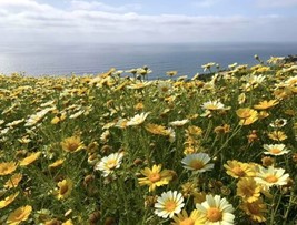 Crown Daisy, Garland Chrysanthemum  400 Seeds 2023   From US - £7.10 GBP