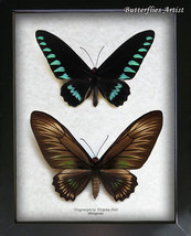 RARE Palawan Birdwing Butterfly Trogonoptera Trojana Pair Entomology Shadowbox  - £172.99 GBP