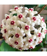 Hoya Seeds - $17.54 CAD
