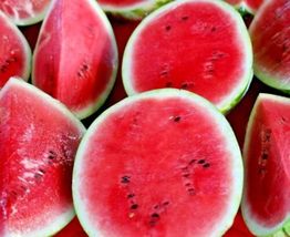 Sugarbaby Watermelon Sweet Fruit Heirloom 50+ Seeds - £4.80 GBP