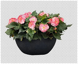 Simple Pack 15 seed  Begonia Tuberous Non Stop Rose Petticoat F1 - £7.50 GBP