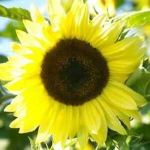 From Usa Sunflower Lemon Queen Cut Flower Branching Multiple Flowers Non-GMO 50 - £3.58 GBP