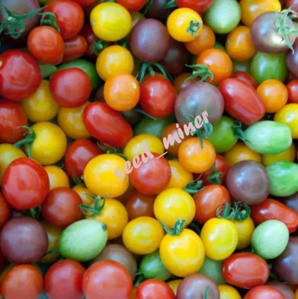 Tomato Rainbow Cherry Mix Colorful Heirloom Blend Organic Usa Garden - £3.19 GBP
