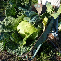 Ship From Us Late Flat Dutch Cabbage Seeds ~ 2 Oz Seeds - Heirloom, Farm, TM11 - $48.96