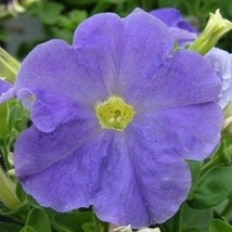 USA Seller Petunia Seed Carpet Sky Blue 50 Seeds Flower Seeds Fast Shipping - $19.42