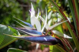 Giant White Bird Of Paradise Strelitzia Nicolai - 15 Seeds Fresh Gardening USA S - £16.38 GBP