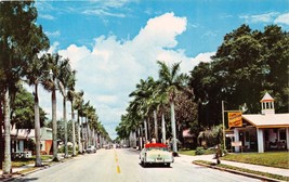 Bradenton Florida Stately Royal Palms Line 14th St ~ Tamiamiami Postal Trail-... - £9.32 GBP