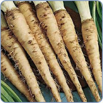 SGHOST 50 Mammoth Sandwich Island Salsify Vegetable Oyster Flower Seeds * USA Se - £8.47 GBP