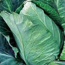 Cabbage, Early Jersey Wakefield, Heirloom, Organicly Grown 25+ Seeds - $2.50