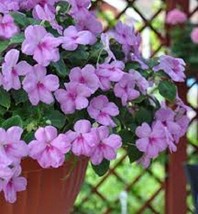 25 Accent Lavender Blue Impatiens / Annual Flower Seeds / Shade Loving USA Selle - £11.25 GBP