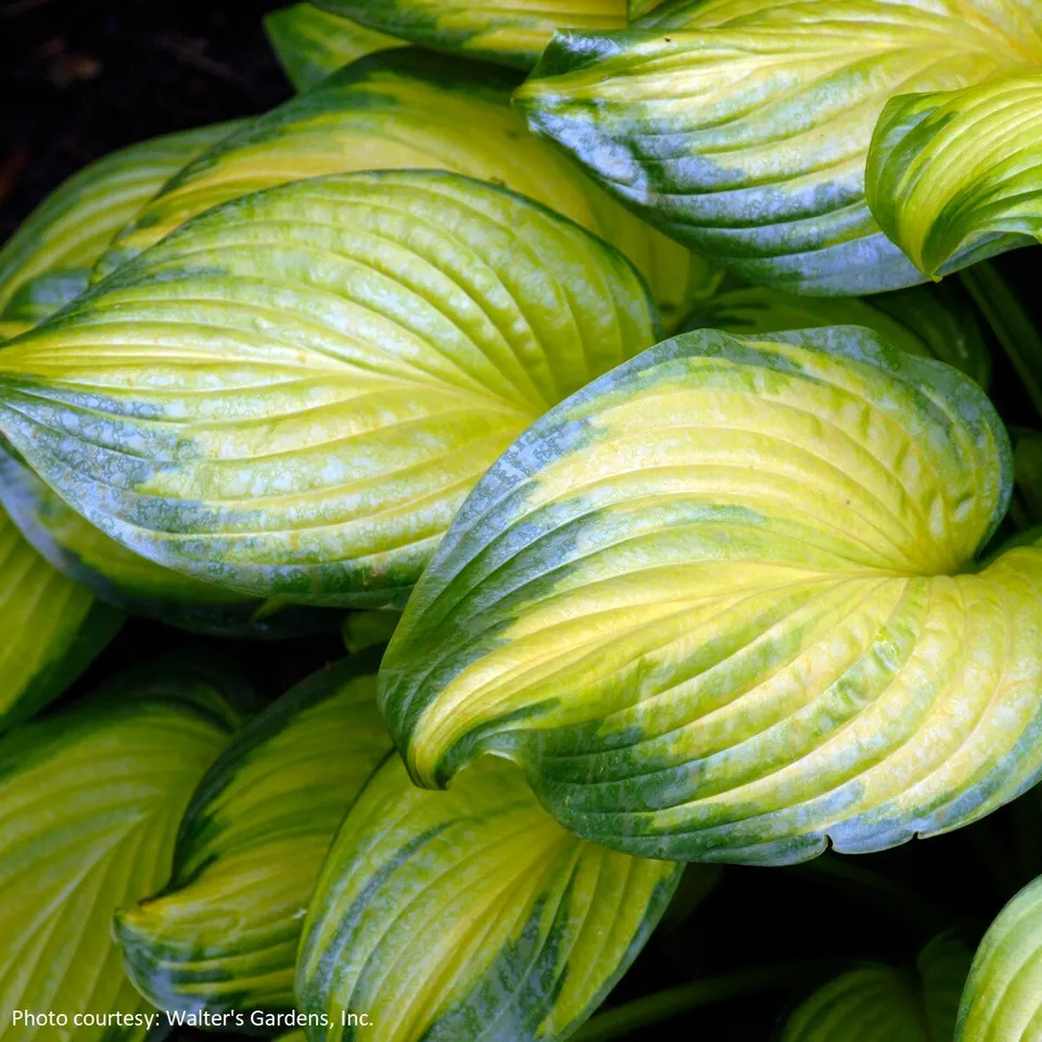 1.hosta STAINED GLASS 2.5&quot; pot  Live Potted Plantfor Home Garden - £22.02 GBP