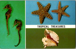 Postcard Seahorse Starfish Conch Collectors Florida 1950s Unposted - £3.87 GBP