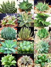 HAWORTHIA MIX rare living sotnes plant exotic cactus flower succulents 10 seeds - £7.16 GBP