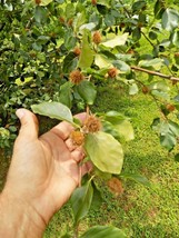 15 European Beech Seeds Fagus Sylvatica Seeds Fresh Fast Shipping - $11.80