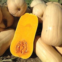 USA SELLER Narragansett Butternut Squash Seeds Fast Shipping - £8.44 GBP