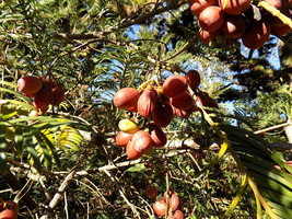 5 Japanese Plum Yew Seeds Cephalotaxus Harringtonia US Fast Shipping - $12.40
