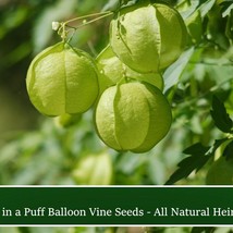 New Fresh Seeds Love In A Puff Balloon Vine 10 Seeds Cardiospermum Halicacabum T - $19.36