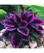 25+ Seeds Purple Tip Calathea Couture Flower - Beautiful Plant - $16.19