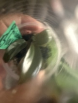 Philodendron Black Cardinal pup offshoot  - $35.00