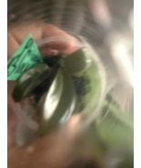 Philodendron Black Cardinal pup offshoot  - $35.00