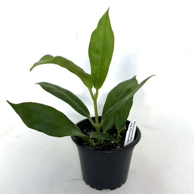 LWS Hoya Australis ssp. Oramicola 3.5 inch Fast Shipping - $60.00