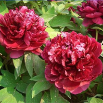 Heirloom White Dark Red Tree Peony Flower - 5 Seeds - £4.80 GBP