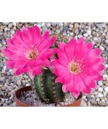 MBK Euphorbia Capsaintemariensis Exotic Madagascar Bonsai Caudex Cacti 1... - $21.98