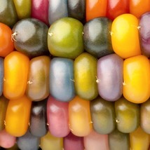 Best Seeds 30 Glass Gem Corn Mixed Colors Ornamental Edible Zea Mays Heirloom Ve - £11.19 GBP