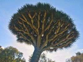 SEPTH 10 Draco Dragon Tree Seeds (Dracaena draco) - $9.00