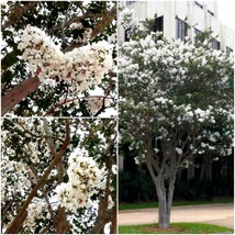 2 Live Plants Crepe Myrtle Trees Snow White Flowering Crape Bush Shrub Starter - £43.95 GBP