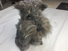 Genuine Real Rabbit Fur Miniature Schnauzer So Cute! 12” - £23.26 GBP