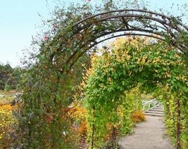 Privacy Fence Firecracker Mina Lobata Vine Showy Orange Reddish 120 inch... - $163.09 MXN