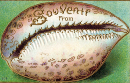 1911 Embossed Postcard Souvenir Cowrie Shell - $7.92