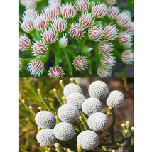 5 Seeds Brunia Albiflora Brunia Laevis Plants Cut Flowers Hand Bouquets Coral Fl - $15.11