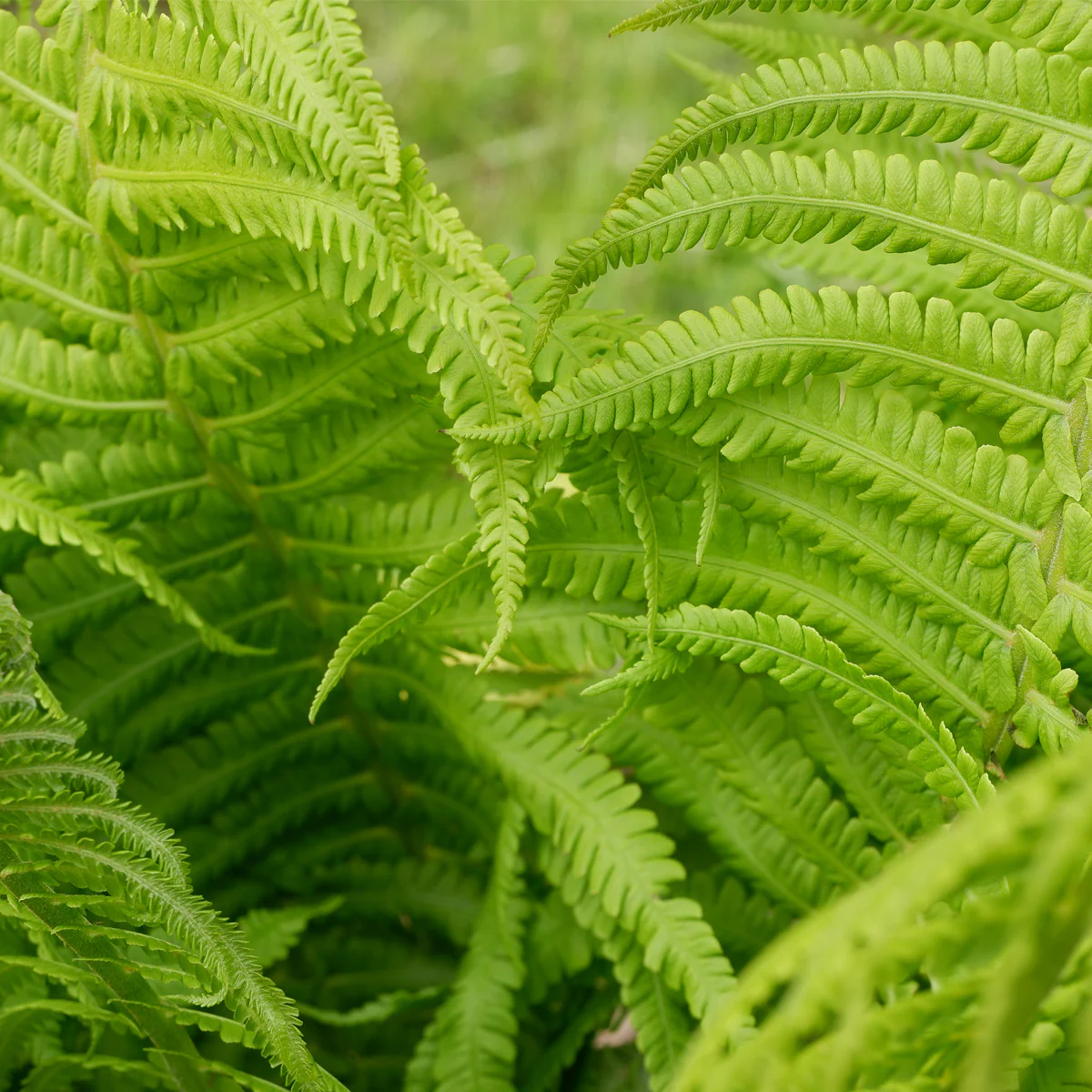 20 TN Ostrich/Glade Fern Rhizomes - Feathery Fronds, Hardy in Zones 3-7 - £56.58 GBP