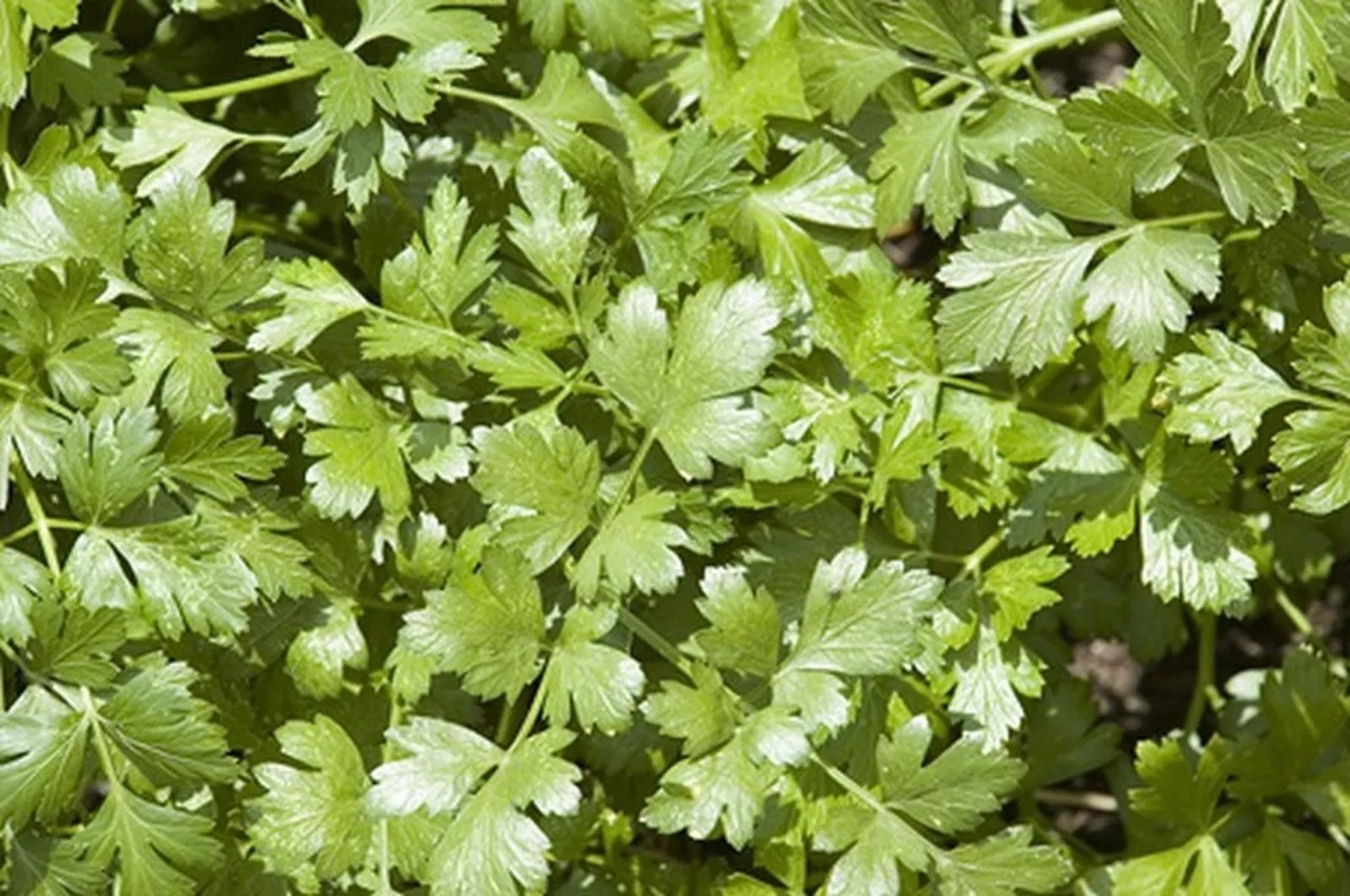 200 Seeds Arugula Rocket - $9.85