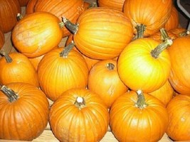 100 Sugar Pie Pumpkin Seeds Sugar Pumpkin Pie Pumpkin Seeds Garden USA Seller - $13.75